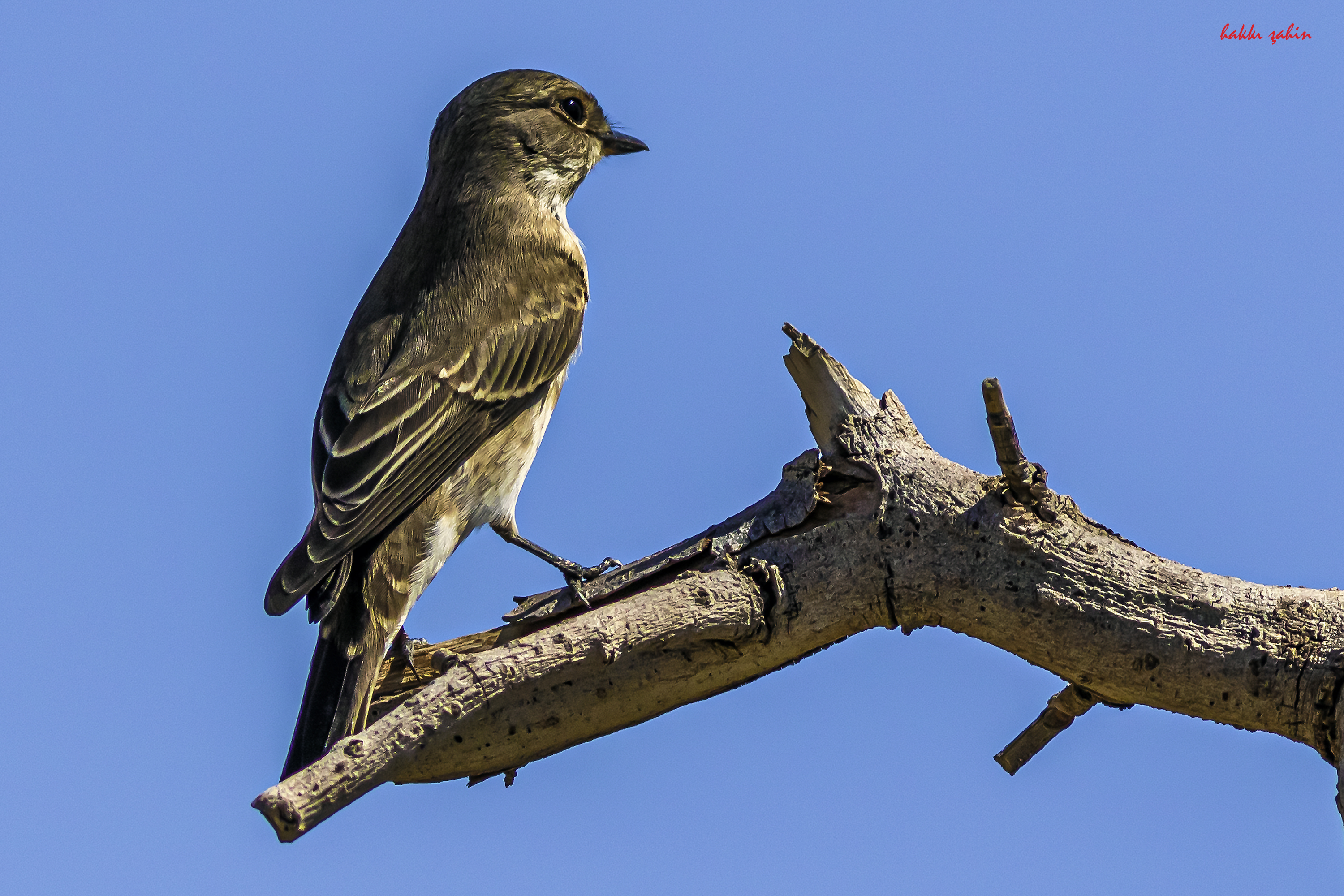Spotted Flycatcher